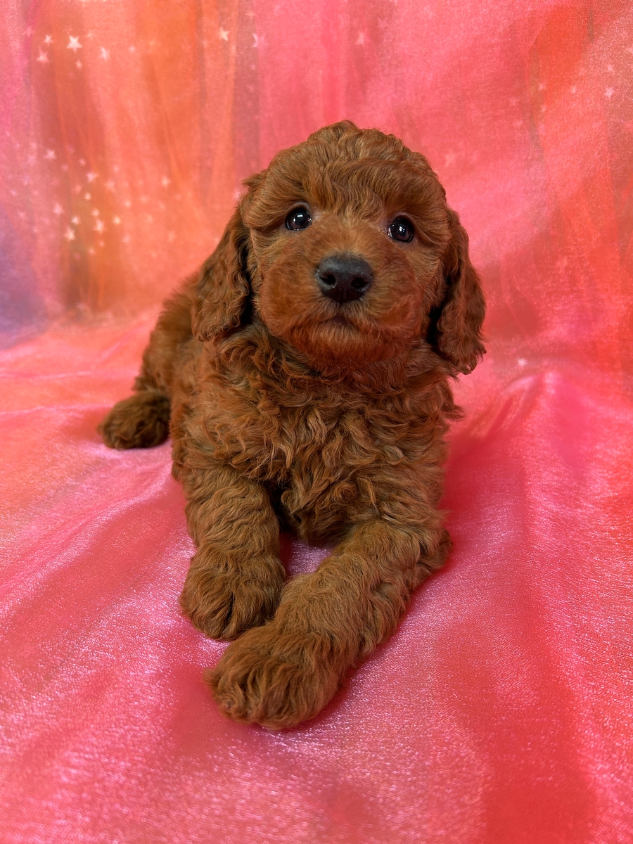 Male Mini Bernedoodle Puppy for Sale DOB 12-29-2024 $750